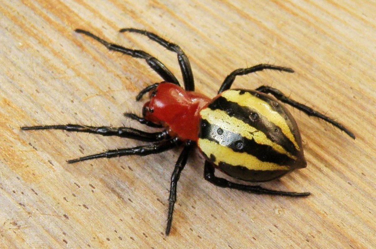 Черный паук с желтой полосой