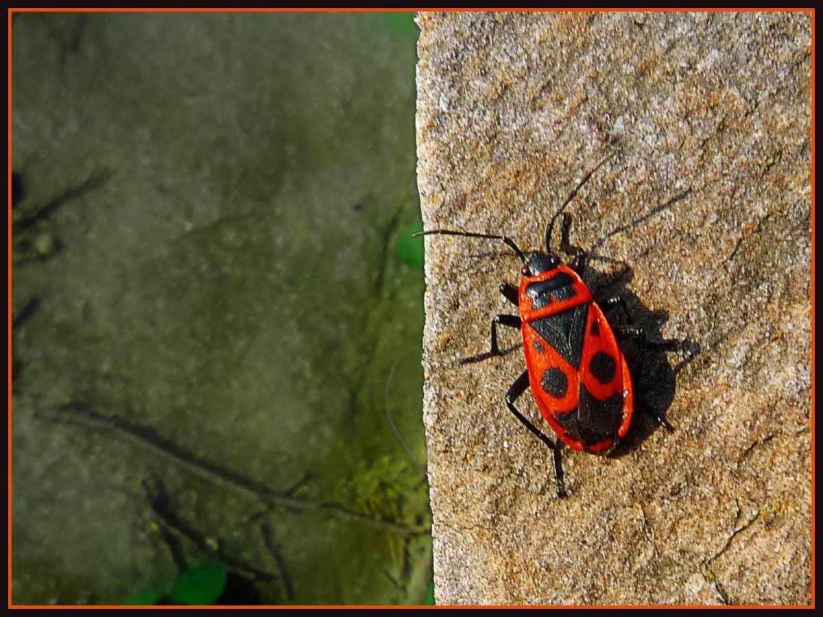 Клоп-солдатик – Pyrrhocoris apterus