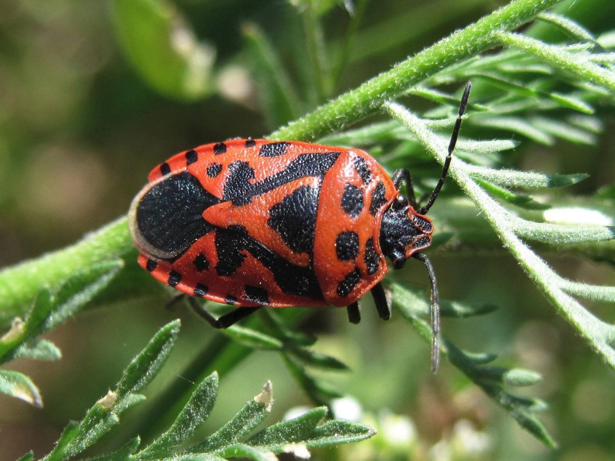 Клоп-солдатик Pyrrhocoris