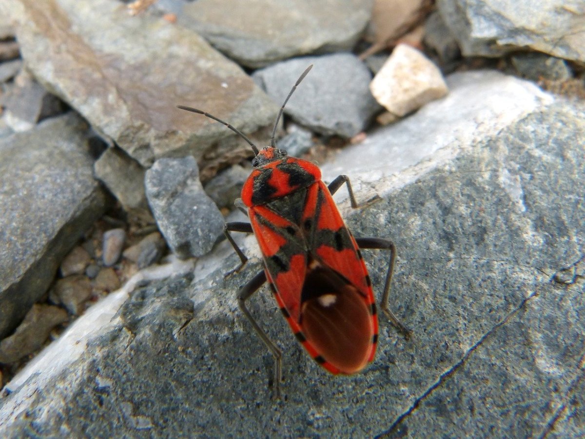 Клоп-солдатик Pyrrhocoris