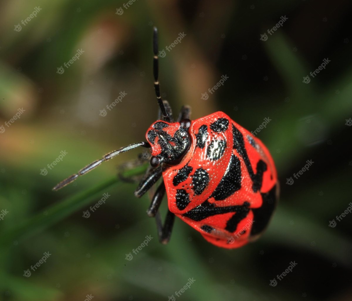 Клоп щитник красный