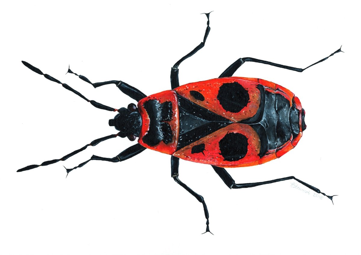 Pyrrhocoris apterus