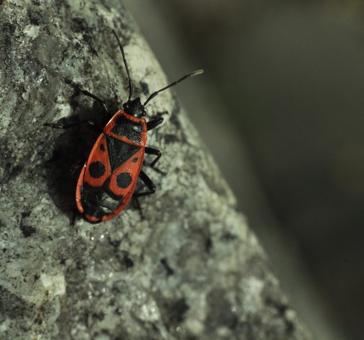 Шитовик красный Жук