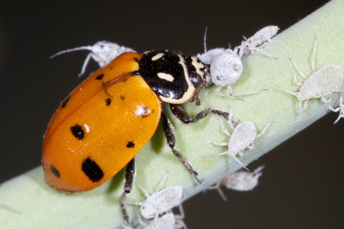 Жук красный с черными точками