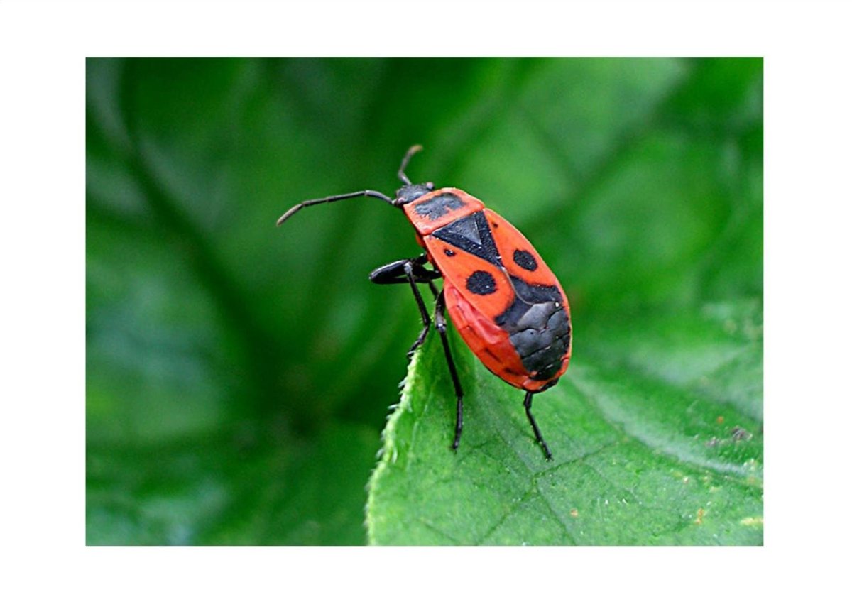 Жук пожарник клоп солдатик