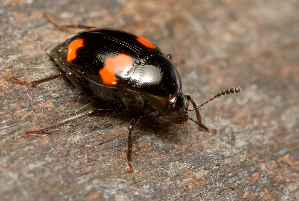 Челновидка четырехпятнистая