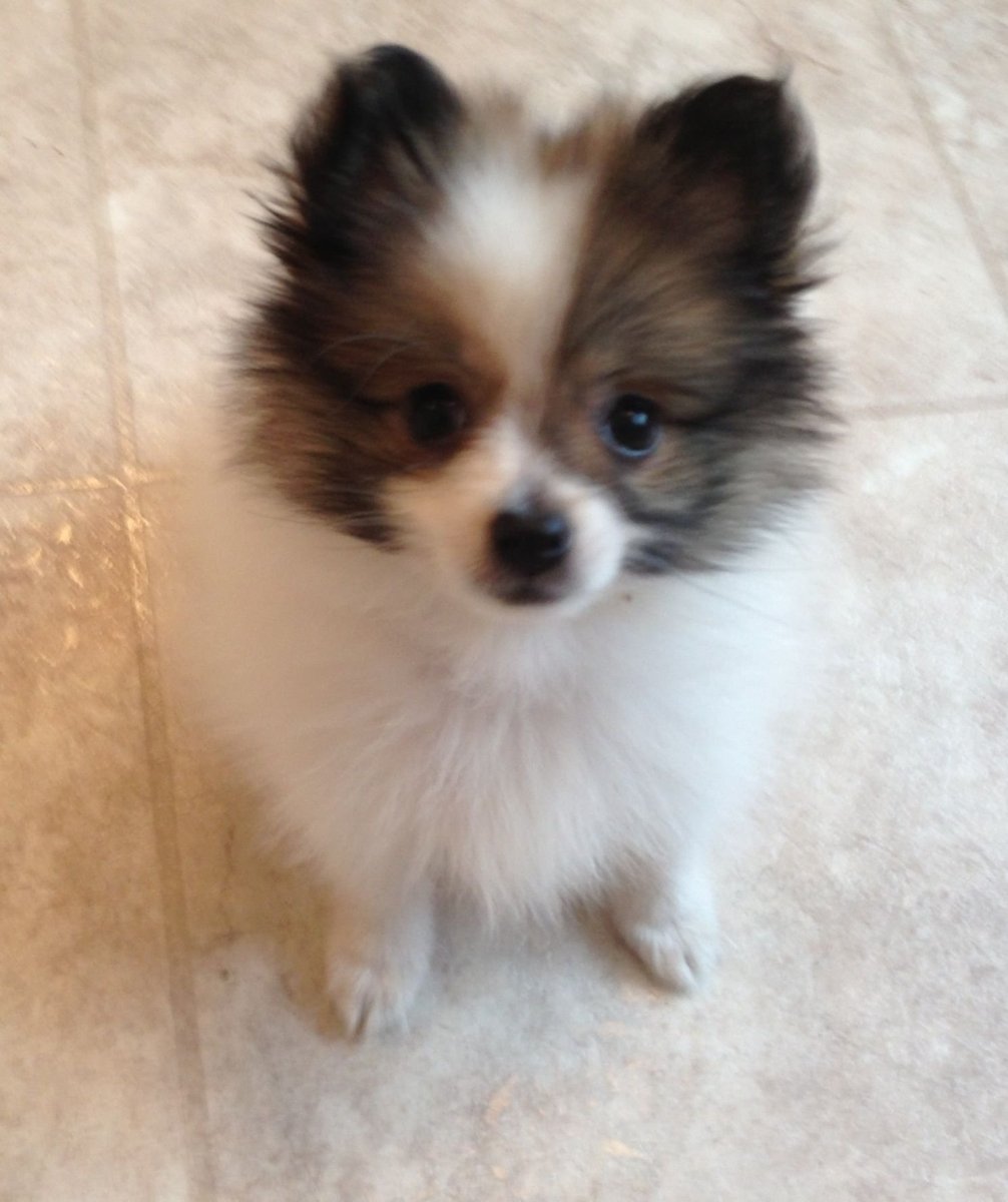 Померанский длинношерстные чихуахуа