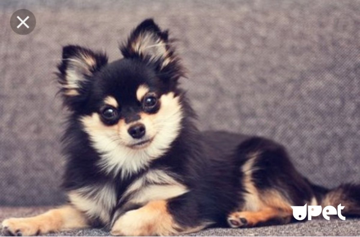 Шпиц и чихуахуа