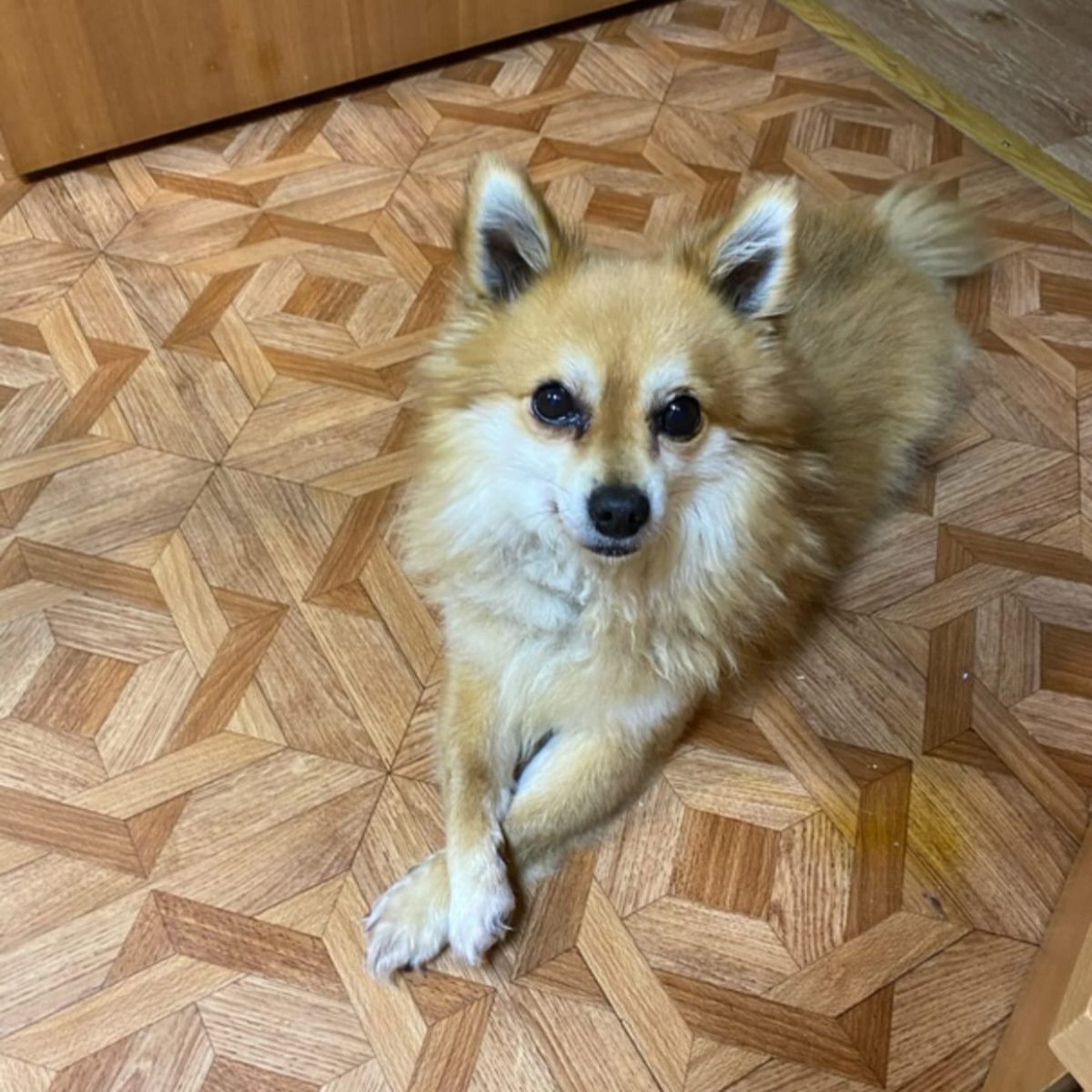 Метис шпица