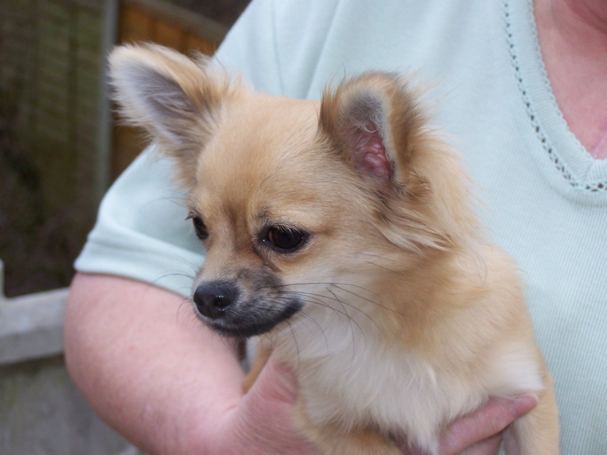 Чихуахуа Чивава абрикос