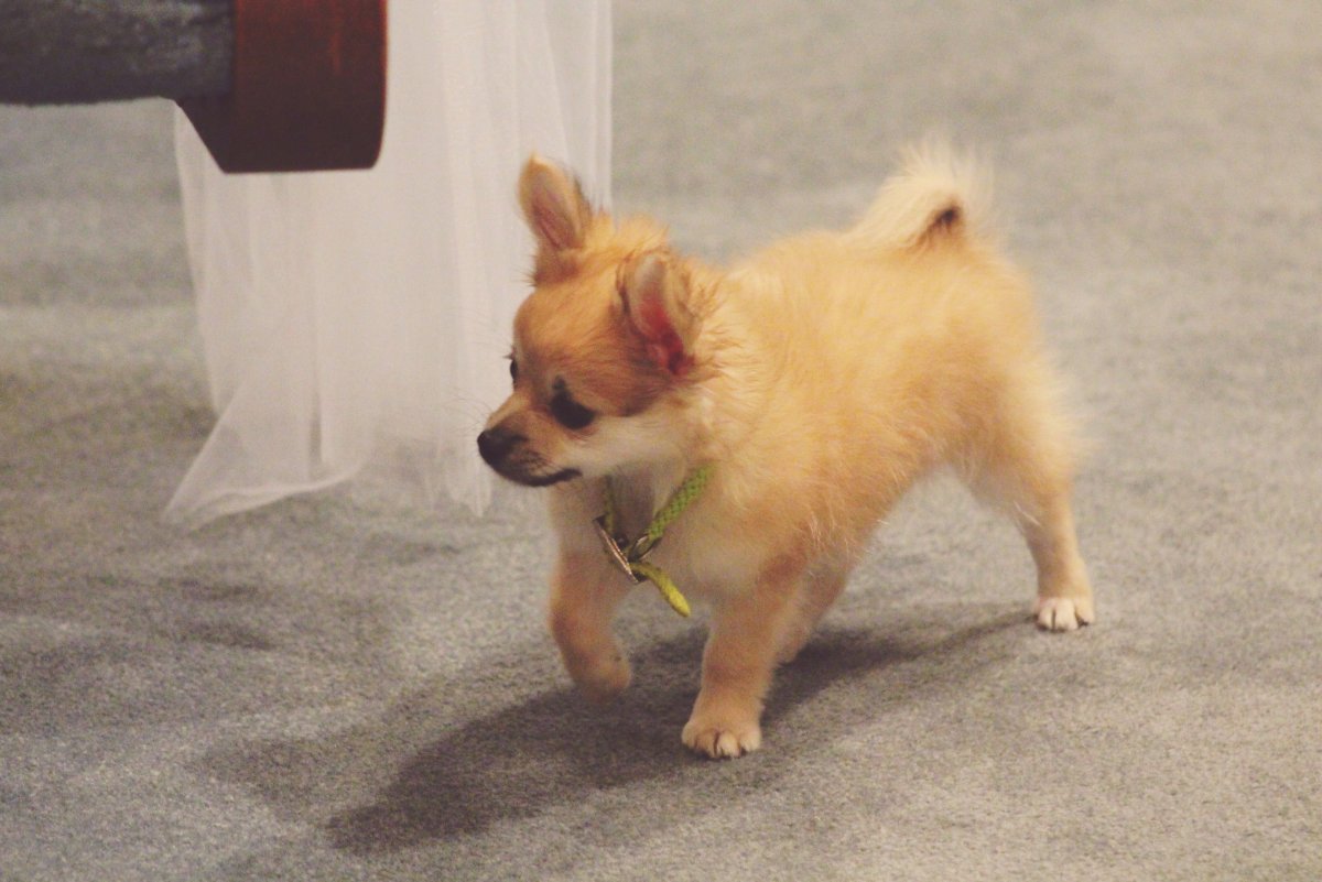 Помчи гладкошерстная