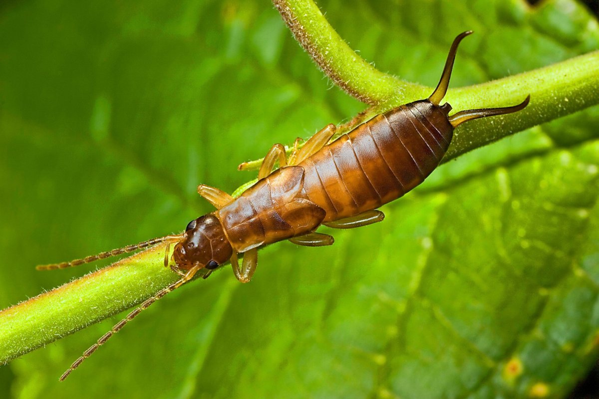 Forficula Auricularia