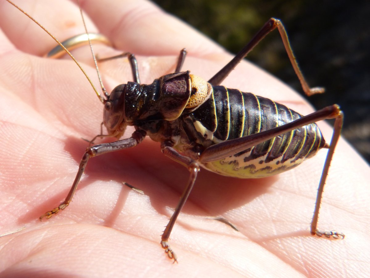 Forficula Auricularia