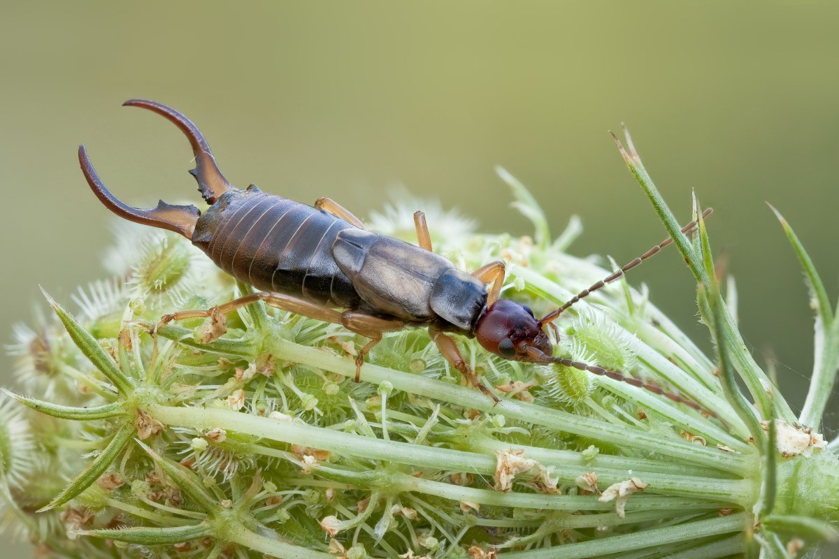 Уховертка обыкновенная двухвостка