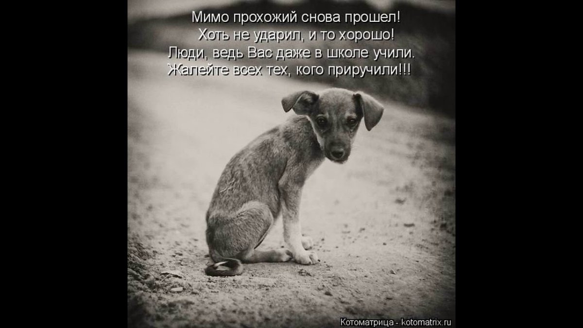 Жестокое обращение с животными