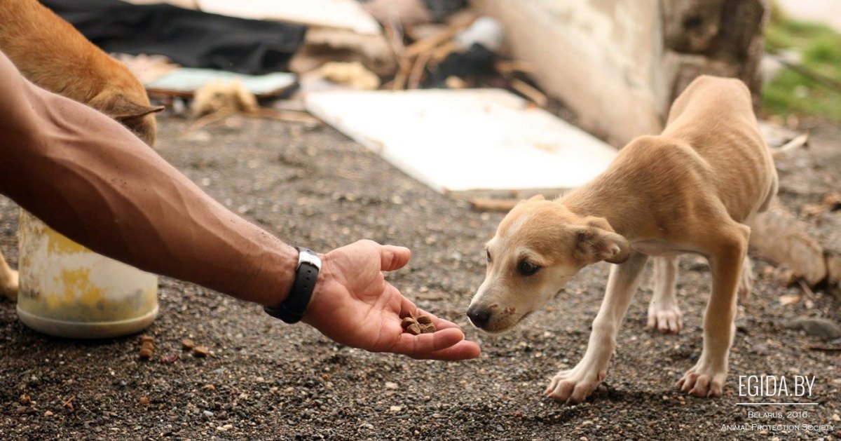 Бережное отношение к животным