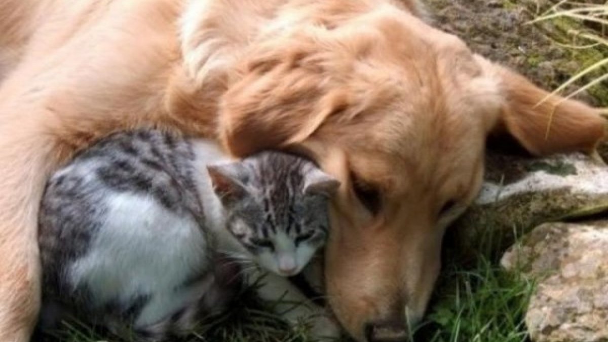 Объятия с животными