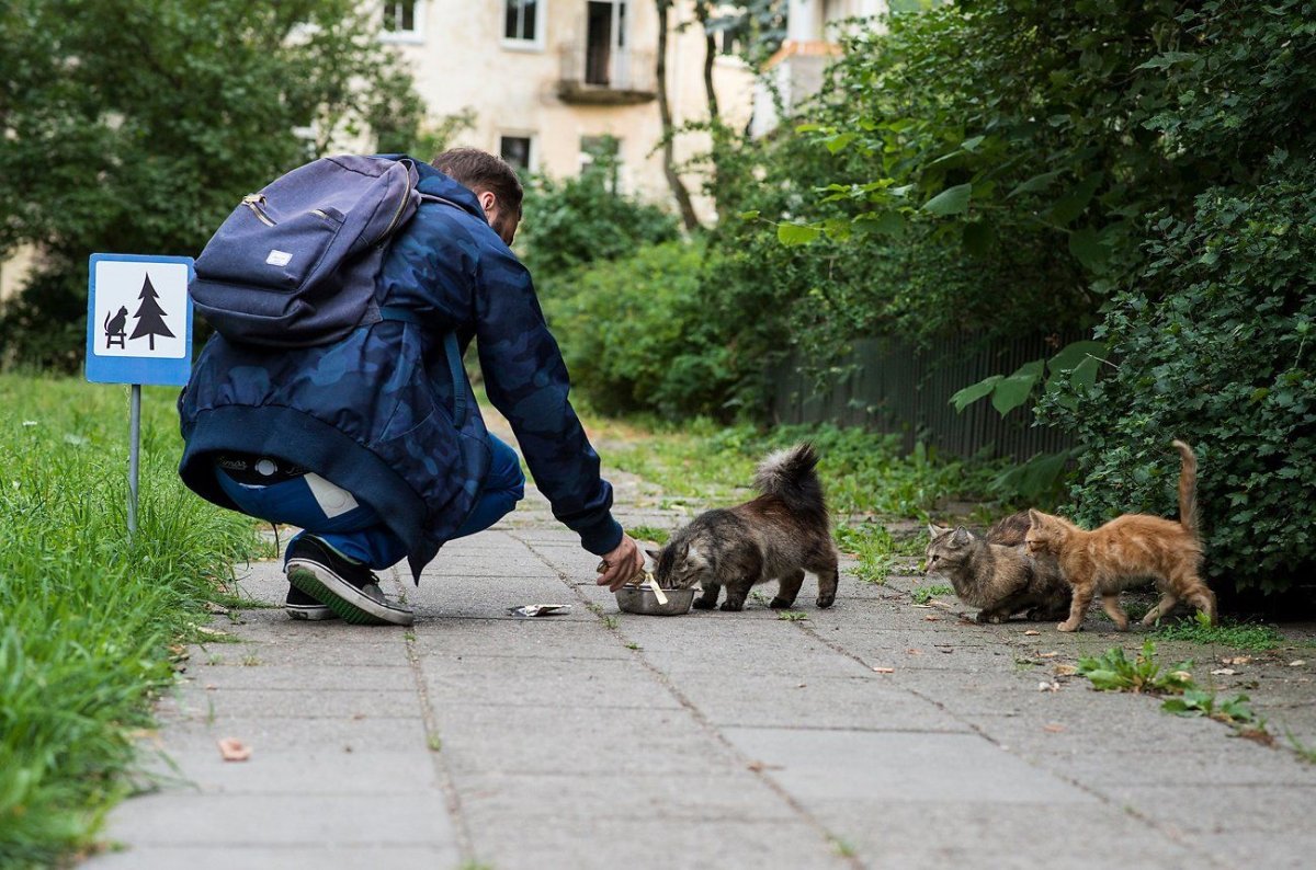 Лапа и рука человека