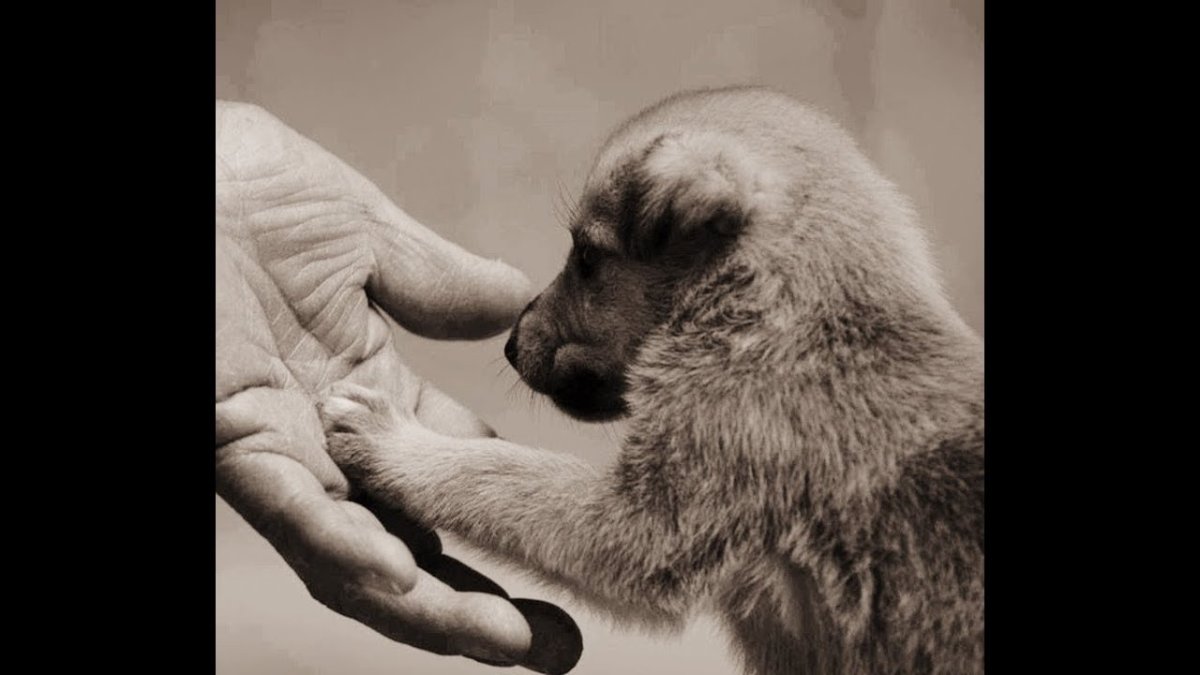 Подросток с собакой