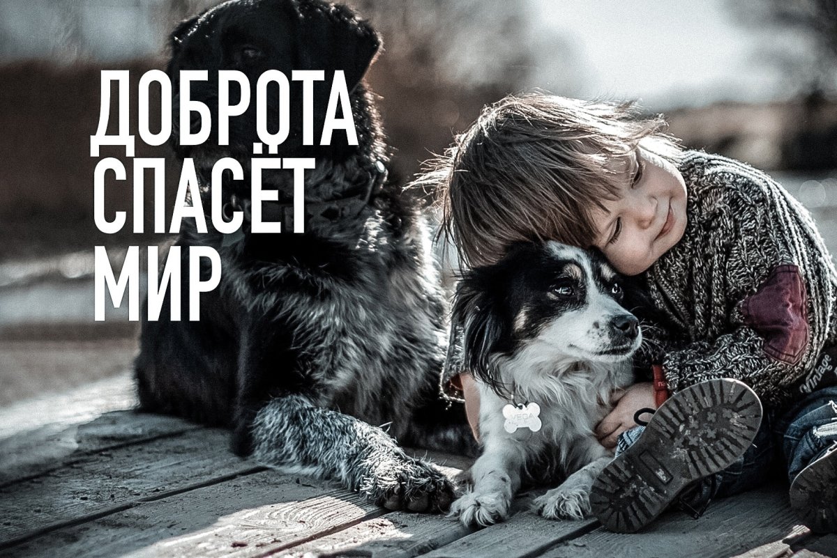 Об отношении к животным