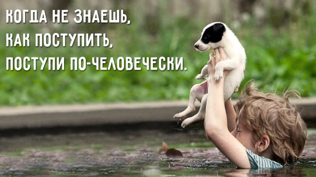 Гуманность к животным