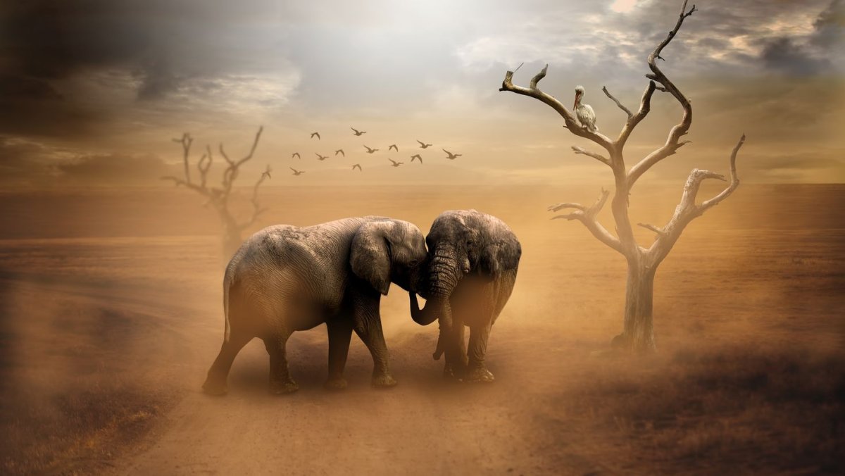 Животные сепия