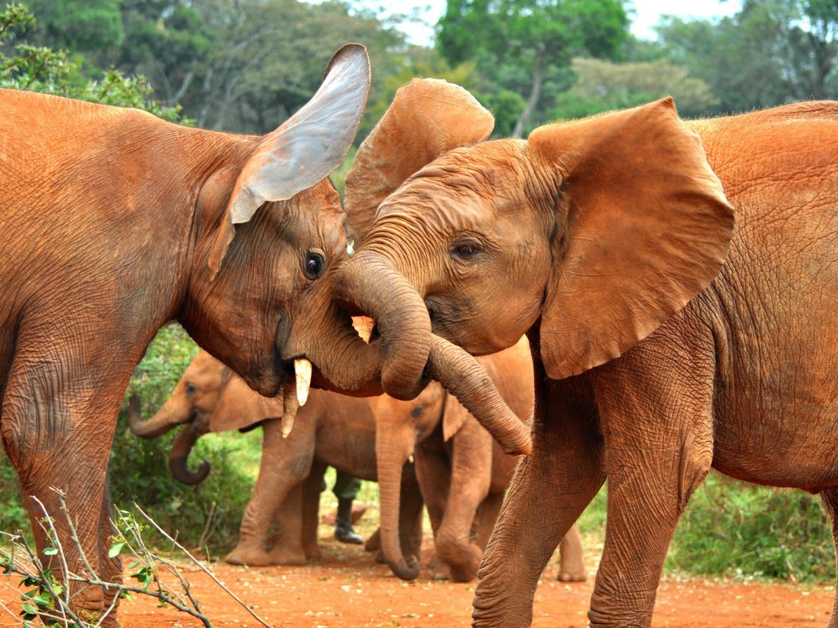 Животные слоны