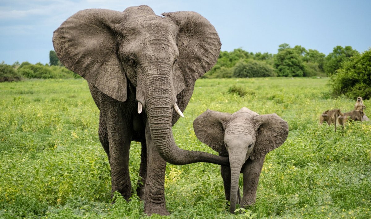 African and indian Elephants