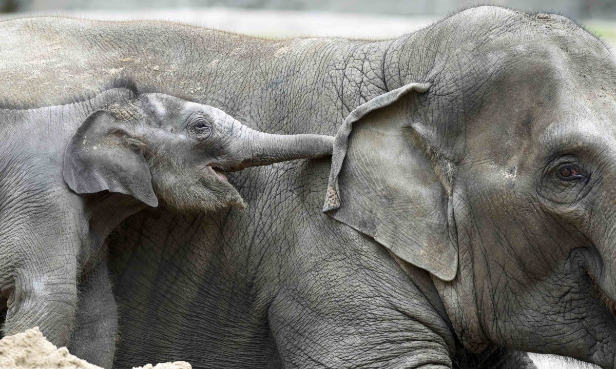 Любопытный Слоненок 2015