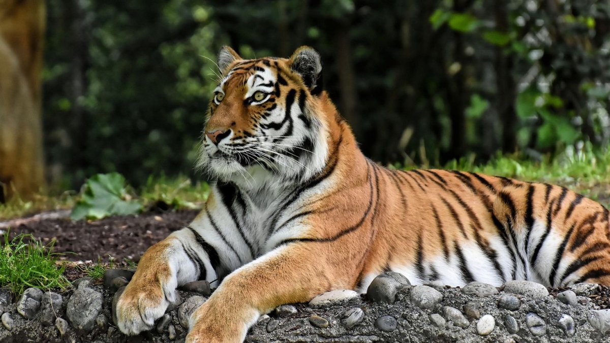 Тигр отдыхает