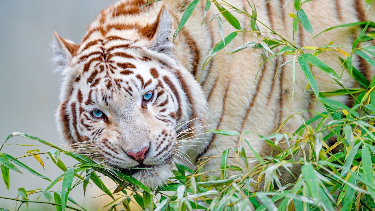 Уссурийский Тигренок белый