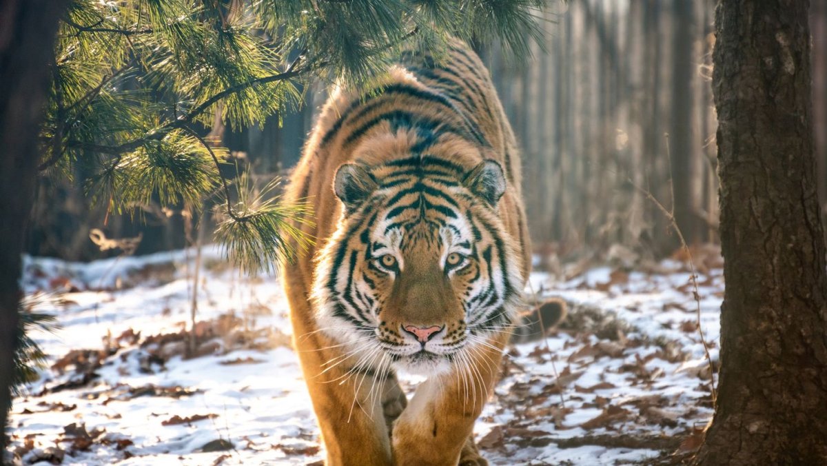 Амурский тигр