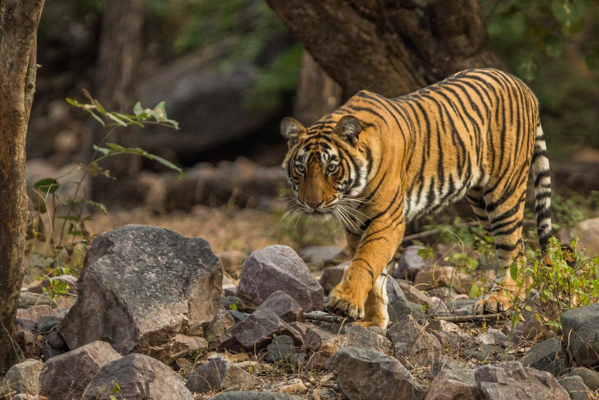 Ranthambore National Park животные