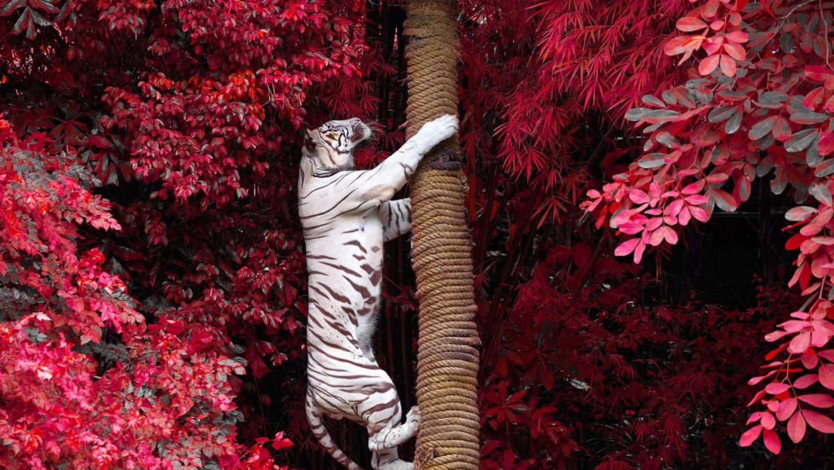 Тигр в листве