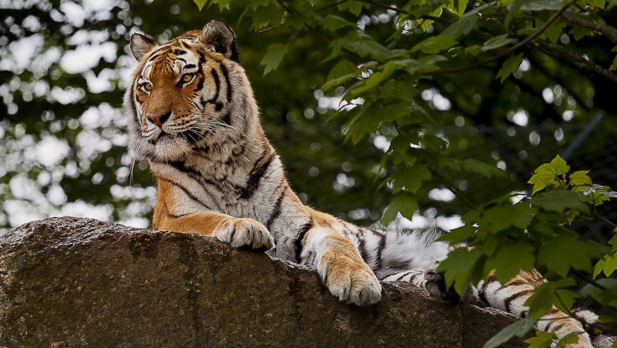 Тигр на рабочий стол