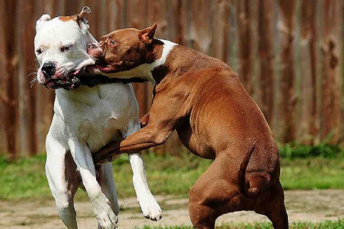 Американский стаффордширский терьер атака