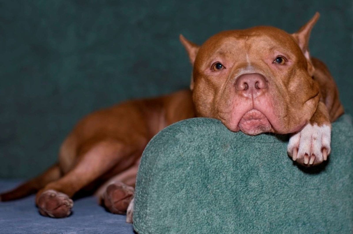 Брэд питбуль