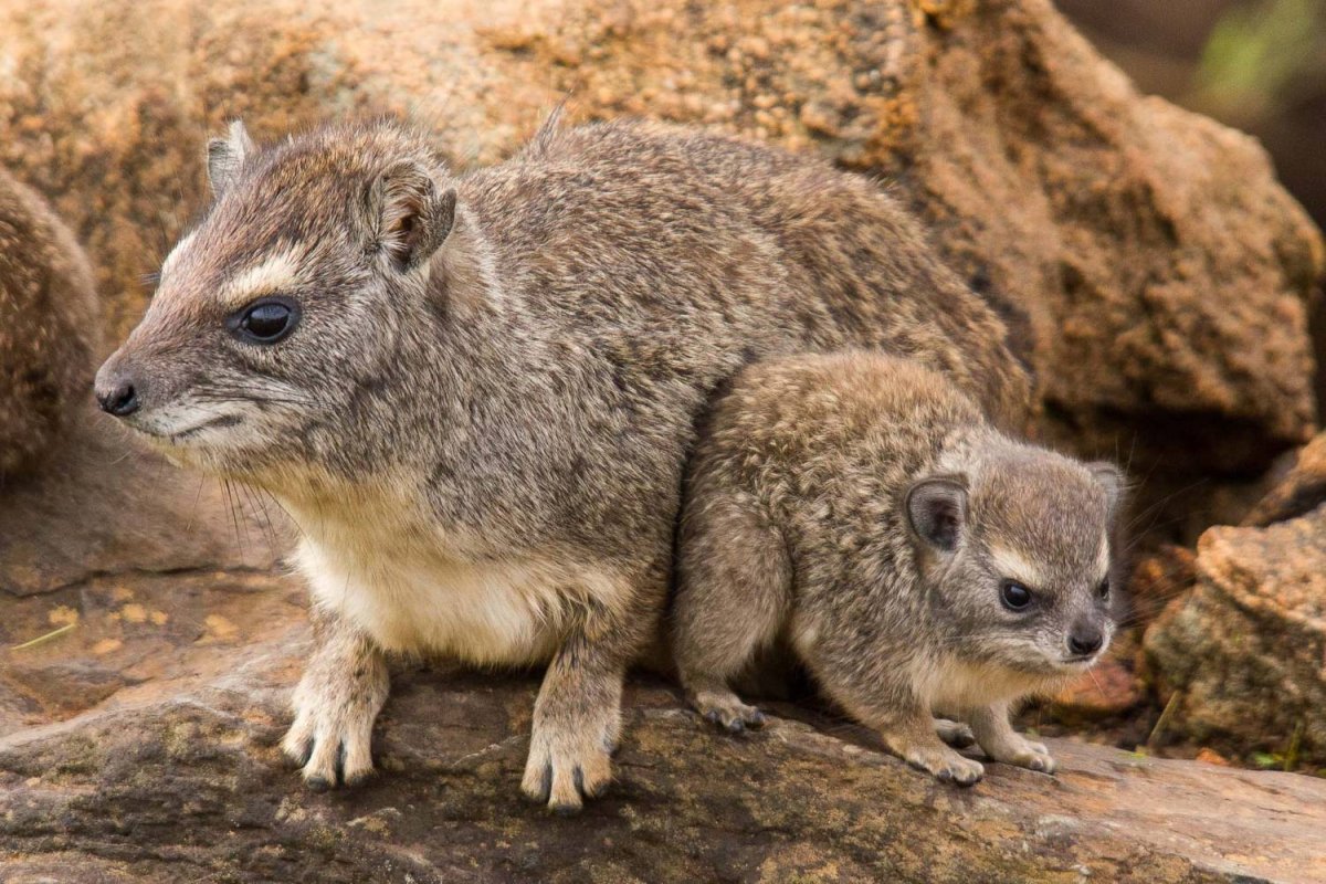 Скалистый Даман