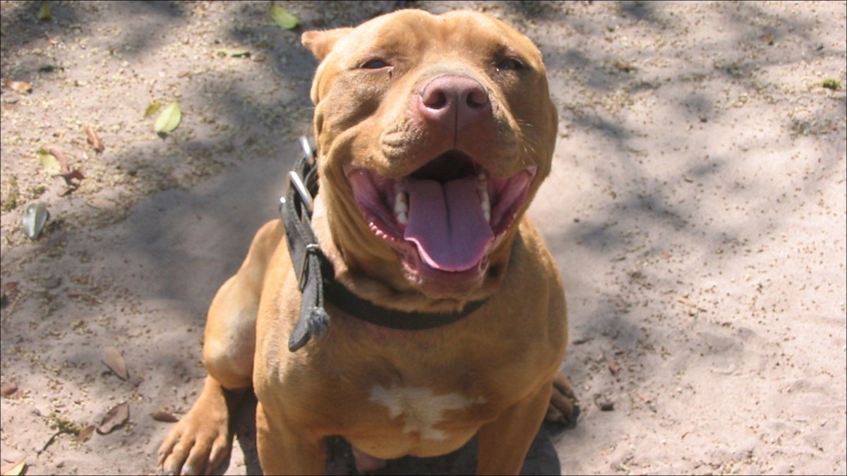 Американский питбультерьер злой