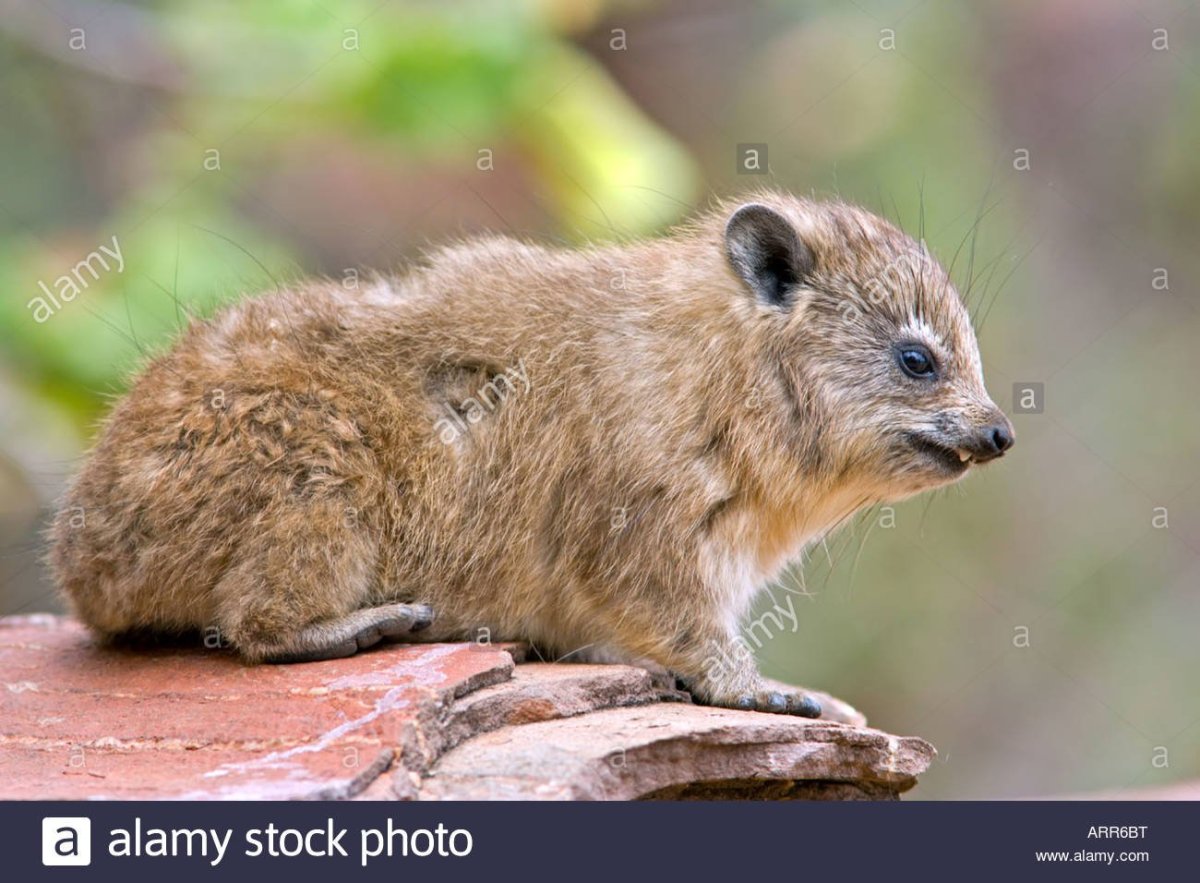 Даманы представители