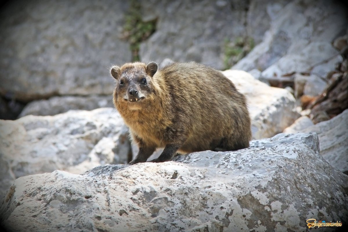 Горный заяц Даман