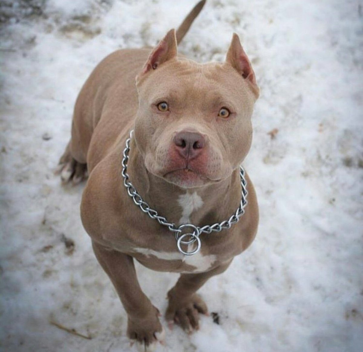 Питбуль ред ноуз