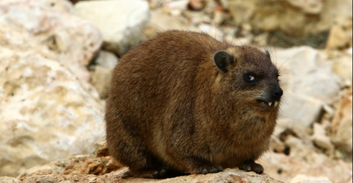 Даманы в Кении