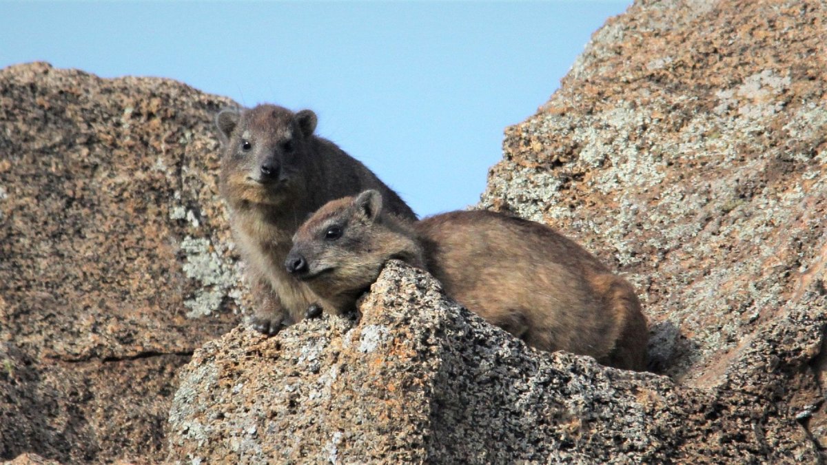 Каменный Даман