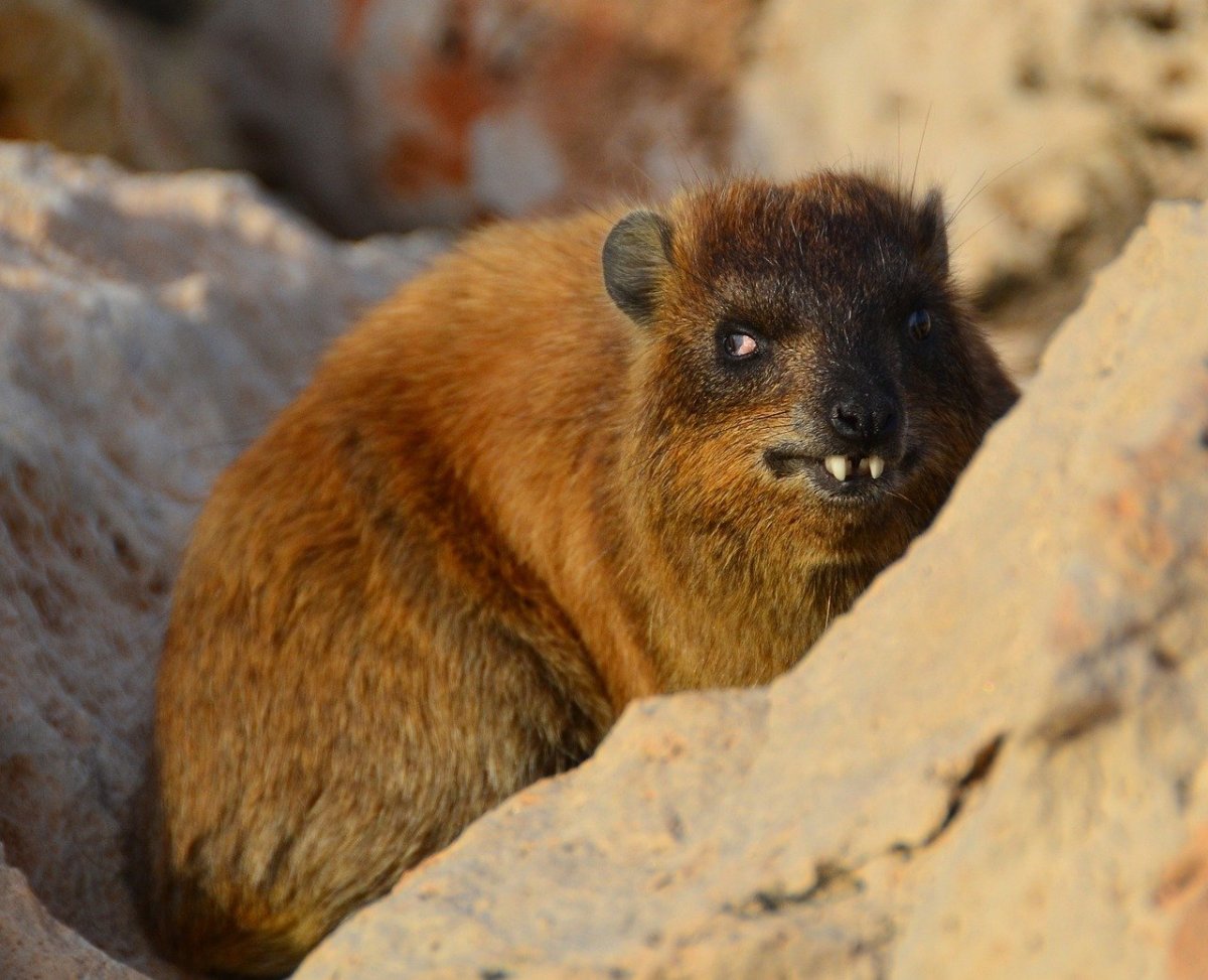 Даман зверек