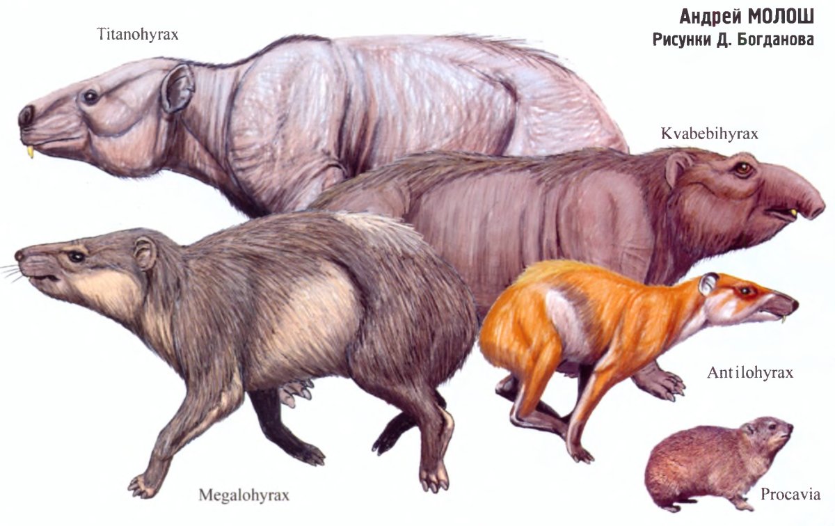 Эволюция даманов и слонов