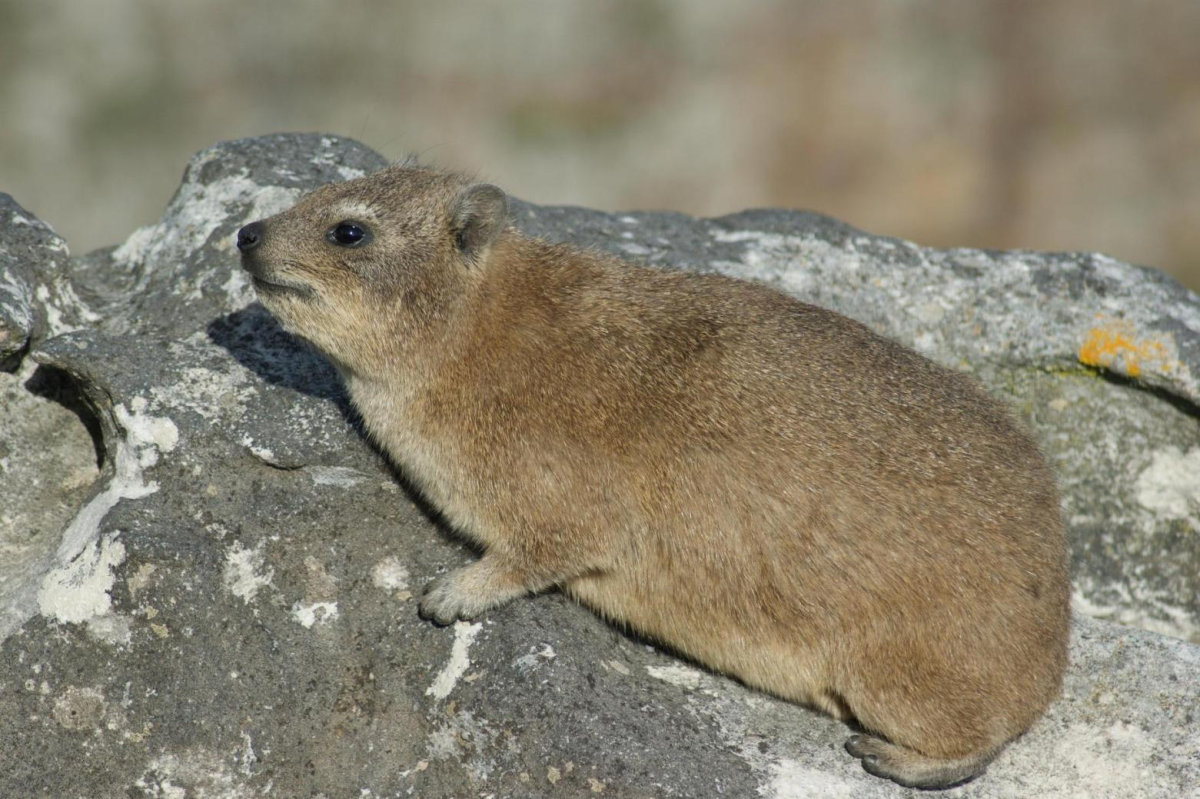 Капский Даман