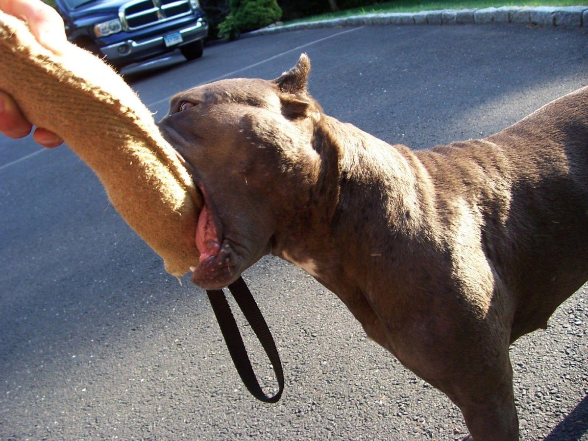 Стафф терьер рыжий