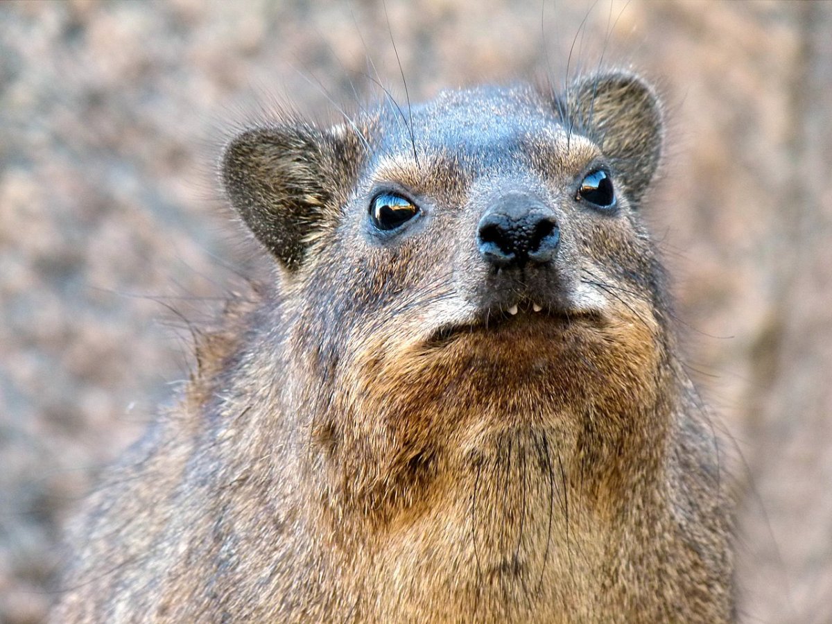 Hyrax screaming