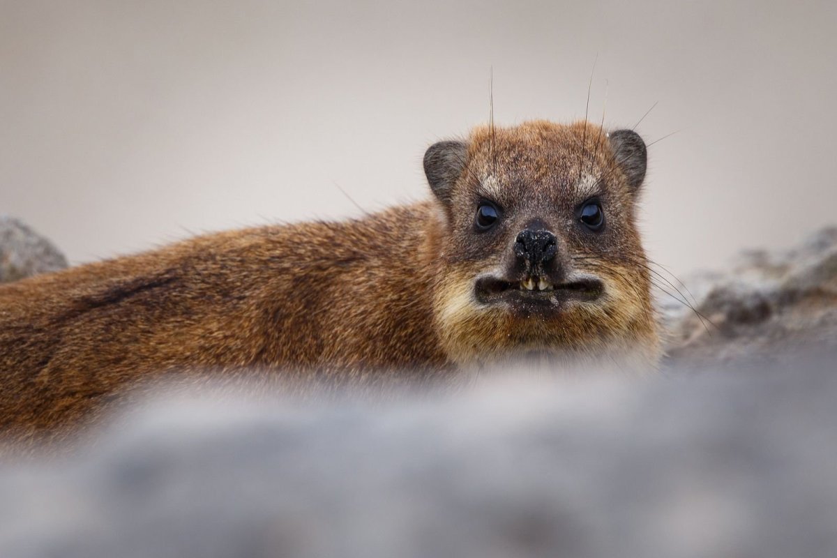 Капский Даман